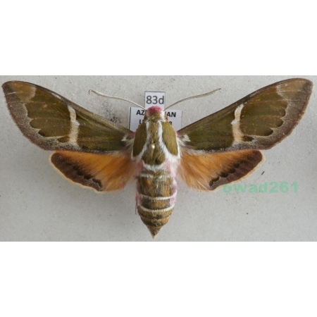 Rethera komarovi (Christoph, 1885) female Azerbaijan 69mm83d